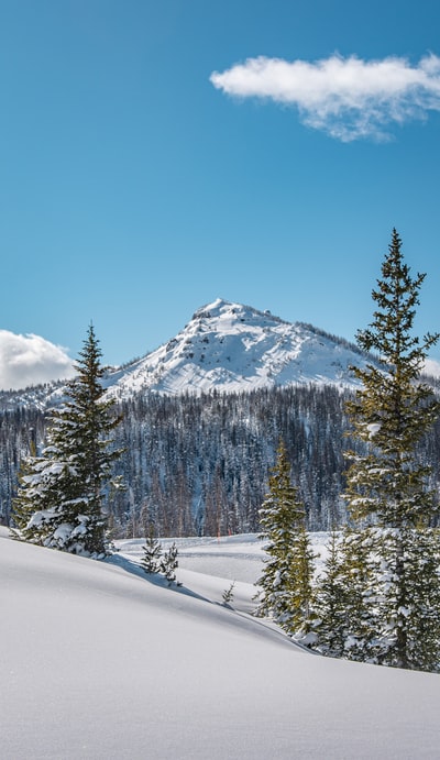 白天，大雪覆盖了山和树